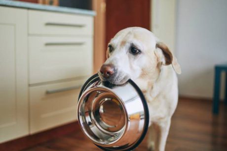 bowl_feeder_dog